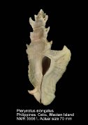 Pterynotus  elongatus (2)